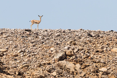 Gazella arabica