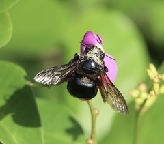 Xylocopa fimbriata