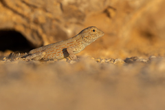 Pristurus carteri