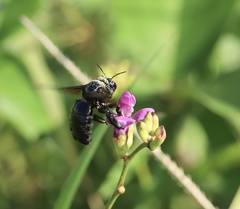 Xylocopa fimbriata