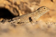 Pristurus carteri