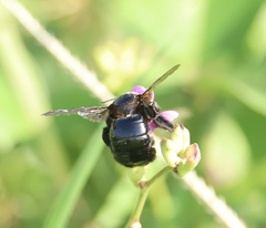 Xylocopa fimbriata
