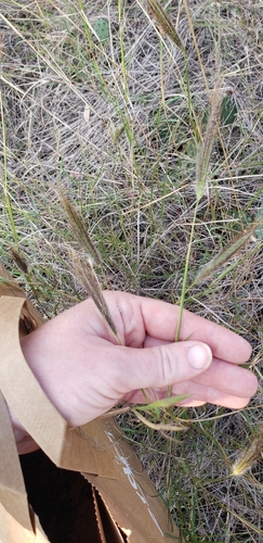 Dichanthium sericeum iNat (1)