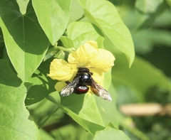Xylocopa fimbriata