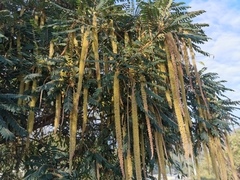 Alvaradoa amorphoides