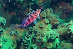 Cirrhitichthys oxycephalus