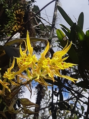 Cyrtochilum pardinum