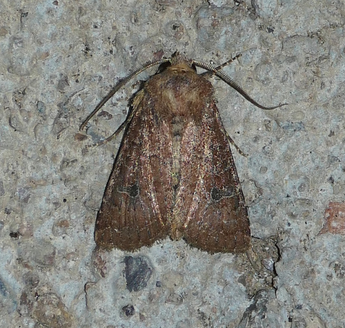 Trichopolia ustulata