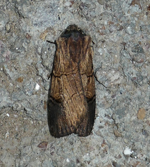 Dichagyris grotei