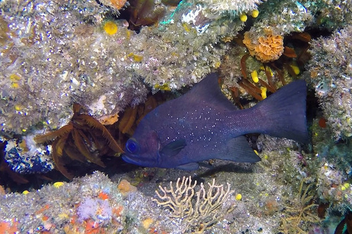 Cavebass (Dinoperca petersi) — Dinopercidae