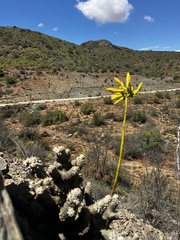 Tylecodon cacalioides