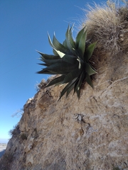 Agave xylonacantha