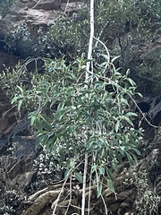 Ficus cordata