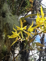 Cyrtochilum pardinum