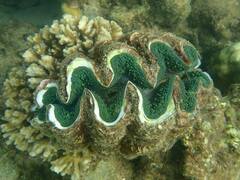 Tridacna noae