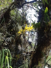 Cyrtochilum pardinum