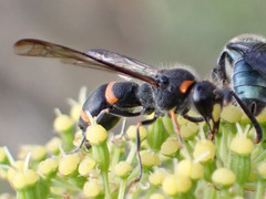 Ancistrocerus haematodes
