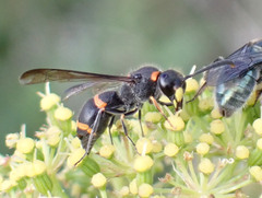 Ancistrocerus haematodes