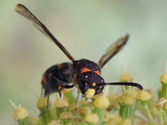 Ancistrocerus haematodes