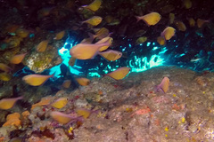 Pempheris schwenkii