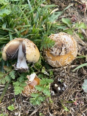Coprinellus bipellis