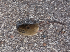 Oryzomys palustris