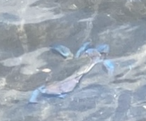 Callinectes arcuatus