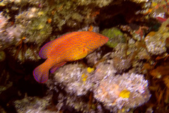 Cephalopholis miniata