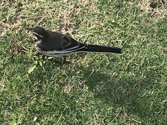 Motacilla aguimp vidua