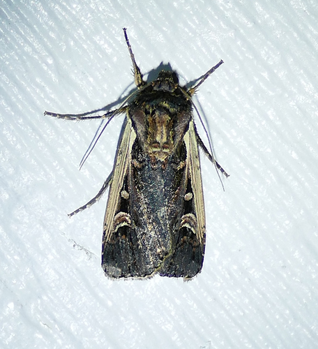 Western Bean Cutworm Moth photo 4
