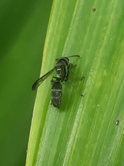 Aculeata