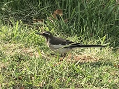Motacilla aguimp vidua