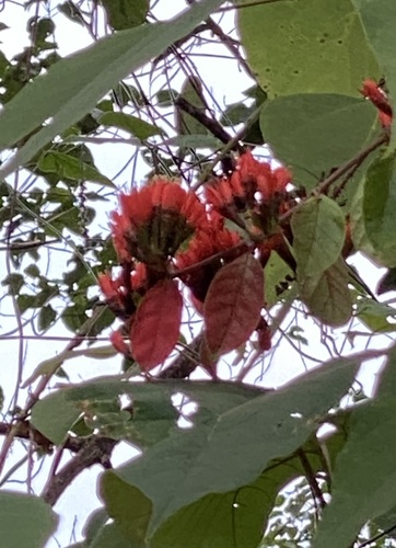Combretum grandiflorum observed 2022-12-03
