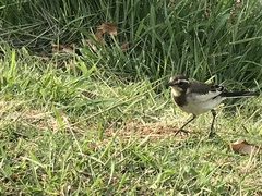 Motacilla aguimp vidua