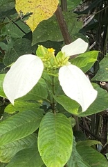 Mussaenda