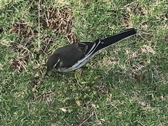Motacilla aguimp vidua