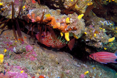 Heteropriacanthus carolinus