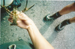 Faxonius longidigitus