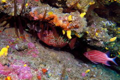 Sargocentron diadema