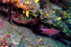 Sargocentron diadema