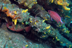 Sargocentron diadema