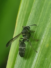 Aculeata