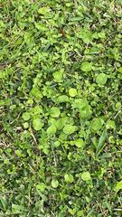 Hydrocotyle umbellata