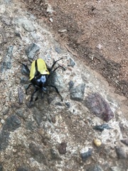 Anisorrhina algoensis