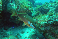 Chirodactylus brachydactylus