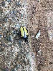 Anisorrhina algoensis