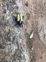 Anisorrhina algoensis