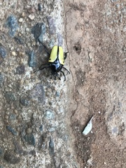Anisorrhina algoensis