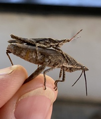 Zonocerus variegatus