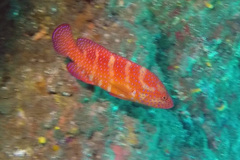 Cephalopholis miniata